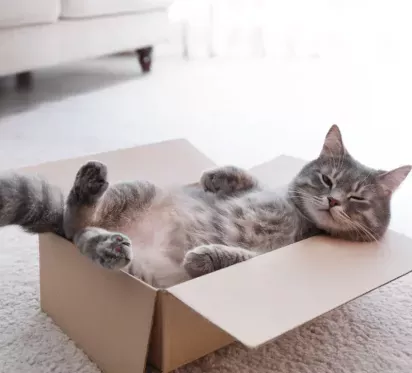 A relaxed gray cat lounges comfortably in a cardboard box on a soft carpet, exuding a playful and cozy vibe.