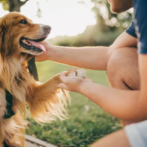 A dog doing a shake.