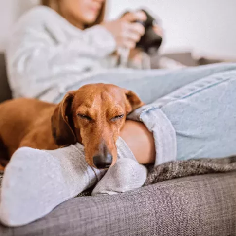 A dachshund sleeping on its owners ankle