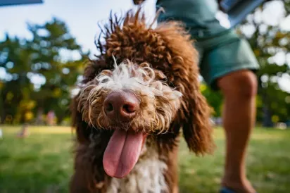 A curly-haired brown and white dog with its tongue out is captured in a close-up shot at a park, with a person standing in the blurred background.