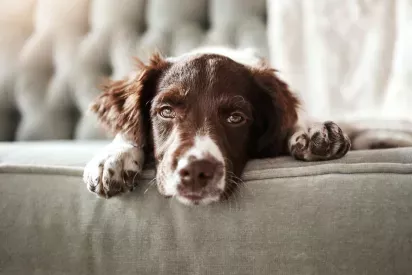 A brown and white dog rests its head and paws on a light green couch, gazing directly at the camera with a relaxed expression.