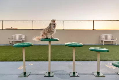 A small dog sits on a green agility platform in the pet-friendly outdoor area at Skyline New Rochelle Luxury Apartments, with a sunset in the background.