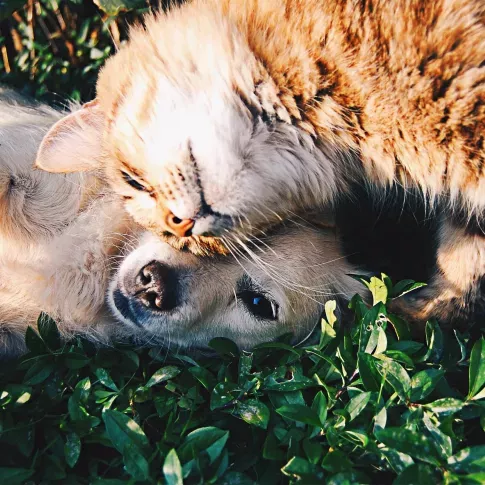 A playful moment between a fluffy orange tabby cat and a light-colored dog lying together on green grass. The cat affectionately rubs its head against the dog's face, while the dog gazes calmly at the camera. The scene captures a heartwarming display of friendship and companionship between the two animals in an outdoor setting.