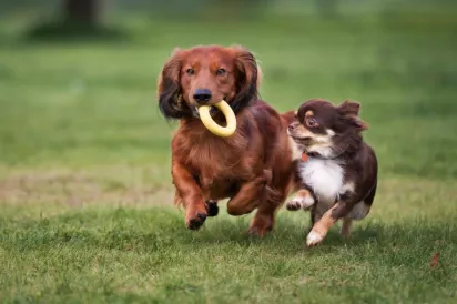 Two small dogs running and playing with a toy on the grass in a pet-friendly apartment community.