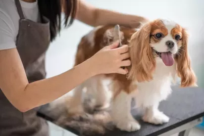 Person grooming a small brown and white dog on a table, brushing its fur.