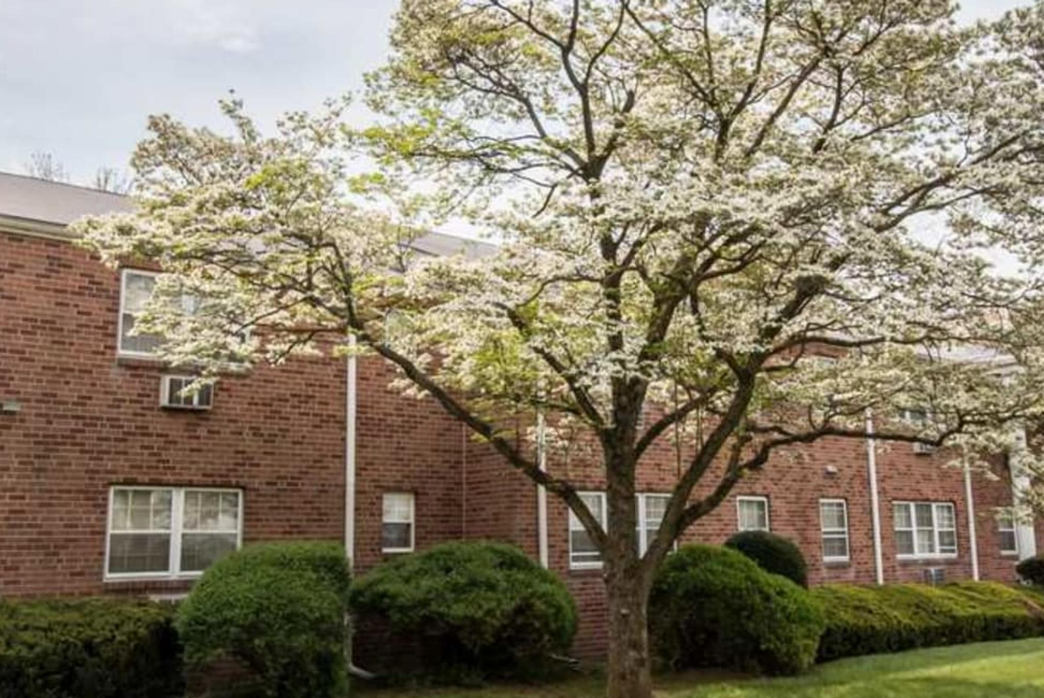 A red-brick apartment building with a blooming tree and well-maintained landscaping creates a serene and welcoming environment.