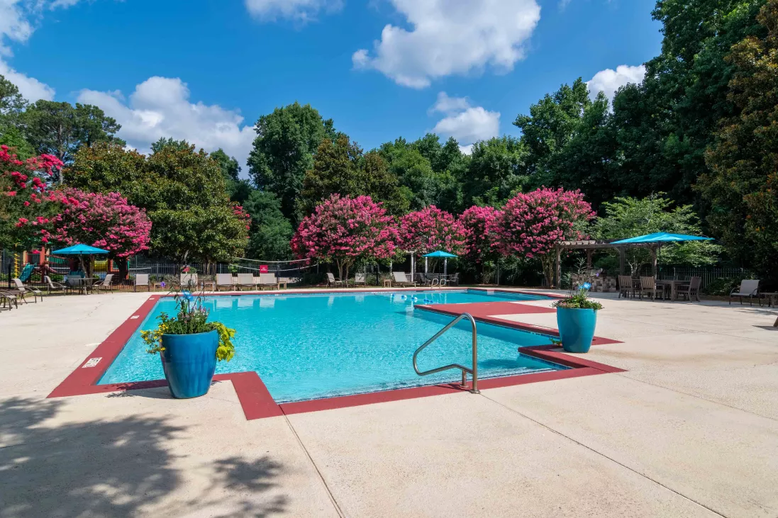 Outdoor swimming pool with blue water, red trim, vibrant pink flowering trees, and blue umbrellas under a sunny sky.